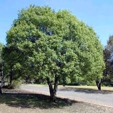 Image result for Berchemia zeyheri