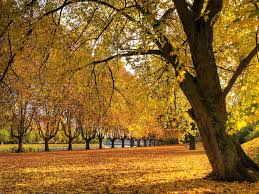 Beautiful nature, natural beauty of high quality pictures, nature. Free Download Golden Autumn Wallpaper Autumn Nature Wallpapers In Jpg Format For 1024x768 For Your Desktop Mobile Tablet Explore 49 1028 X 768 Wallpaper 1366 X 768 Wallpapers Hd 1024 X 768 Wallpaper 1336 X 768 Wallpaper