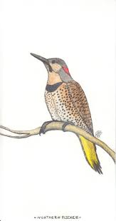 Birds Of North Alabama Northern Flicker Aka Yellowhammer Alabama S State Bird Abigailbrandenburg Gmail Com Illustration Fine Art State Birds Northern Flicker Hammer Tattoo