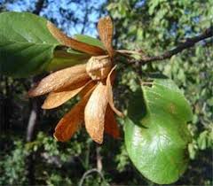 Image result for Monotes dasyanthus