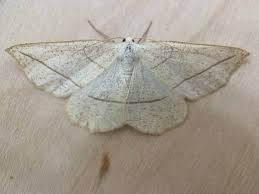 Image result for Urochloa platynota