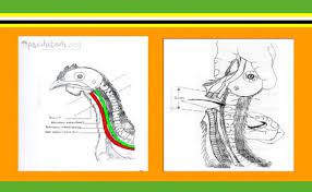 Cara Dan Doa Menyembelih Ayam Menurut Syariat Islam Pecihitam Org
