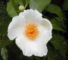 Spesies ini dapat menyebabkan kepunahan karena memburu spesies asli, atau menyaingi sesies asli tersebut dalam mendapat makaan. Flora Dan Fauna Yang Diancam Kepupusan Tumbuhan Yang Diancam Kepupusan