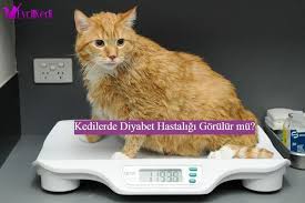 Kedilerde Diyabet Hastaligi Gorulur Mu 2020 Kedi