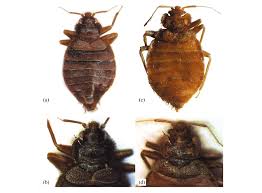 Image result for Cimex Lectularius L