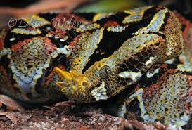 Rhinoceros Viper Beautiful Snakes Cute Reptiles Reptiles And Amphibians