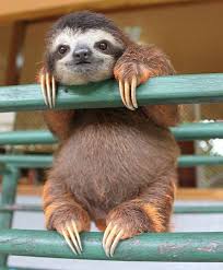In fact, it is illegal in many places, although you could probably go to asian pet markets and spend around a loris sloth is a wild animal. Happiness Is Not Something Ready Made It Comes From Your Own Actions Dalai Lama Xiv Cute Animals Happy Animals Cute Baby Animals