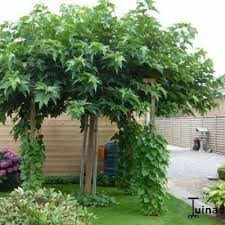 moerbeiboom morus platanifolia tuin bomen tuin fruitboom tuin