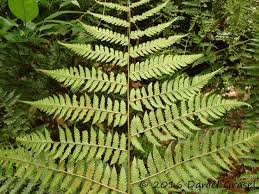 Image result for Megalastrum