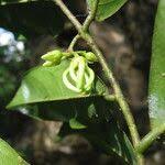 Image result for Artabotrys monteiroae