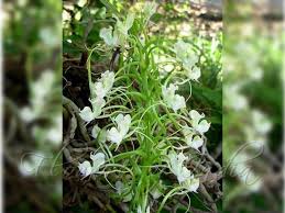 Image result for Habenaria schimperiana