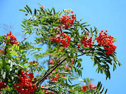 Likes acidic soil with good drainage, full sun to light shade. How To Grow Mountain Ash And Rowan Trees Lovethegarden