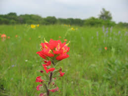 Cedar hill flowers and foliage. Wildflower Hd Wallpapers Backgrounds