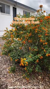 Image result for Streptosolen