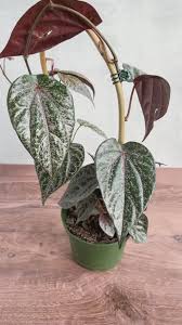 Image result for Piper capense