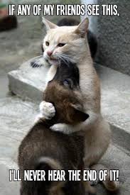 5 3121066528 Web140803 Mail Bf1 Yahoo Com Cute Animals Cute Cats Animals