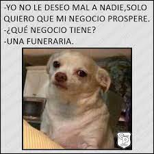 Pin De Perla Arias En Chistes Memes De Animales Divertidos Memes Catolicos Memes Perros