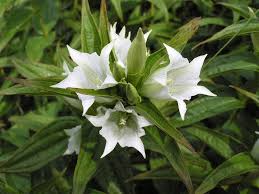 Image result for Gentiana asclepiadea alba