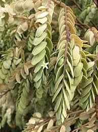 Image result for Olax aschersoniana