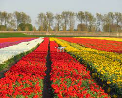 Keukenhof gardens near amsterdam are open only 51 days in 2021. Tag 5 Mittwoch 04 05 2016 Keukenhof Bei Lisse Und Bauernhof Stellplatz Bei Abbenes Knuffelkiste Com Reisen Mit Dem Kastenwagen Reisemobil