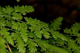 Image result for Lygodiaceae