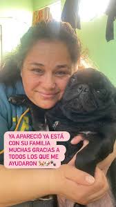 perritos y gatitos perdidos en lo prado,pudahuel,cerro navia,quinta normal 