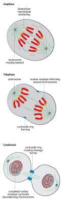 The text provides comprehensive coverage of foundational research and core biology concepts through an evolutionary lens. Anaphase Wikipedia