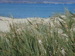 Image result for Sporobolus bechuanicus