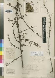 Image result for Phyllanthus hutchinsonianus