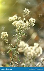 Image result for Erigeron bonariensis