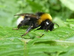Image result for Bombus vestalis