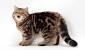 Domestic Shorthair