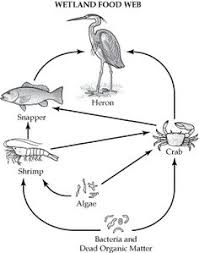 This portrays a common wetland food web. This Portrays A Common Wetland Food Web You Can See The Smallest Organism Is Bacteria Which Is The Producer Of The Food Web An Wetland Food Web Wetland Biome