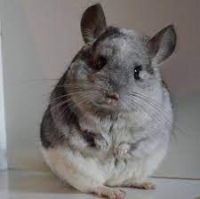 Only going to good homes. Caption This Picture From Our Friend At Melanies Chin World Chinchilla Pet Cute Chinchilla Cute Animals