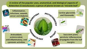 Image result for Kalanchoe latisepala