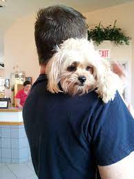 Animal kingdom dizisini yabancidizi.org farkıyla hd kalitesinde izle. Animal Kingdom Pet Hospital 40 Recommendations Erie Pa