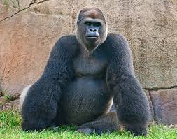 View profile view forum posts private message old guard's cutman array. All About The Gorilla Physical Characteristics Seaworld Parks Entertainment