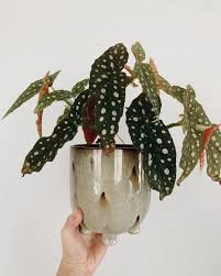 Cel acid (ph scazut) determina cresterea florilor albastre, solurile neutre produc flori crem sau roz pal, iar solurile alcaline (ph ridicat) produc flori rosii sau move. Plante Èi Flori De Apartament Perfecte Pentru Starea Ta De Bine Alistmagazine