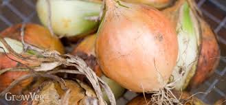 After the first growing season, if that onion had stayed in the. Ten Top Tips For Growing Onions From Seed