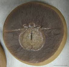 Image result for Cyphia mazoensis