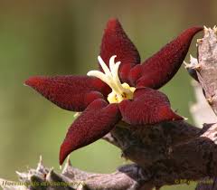 Image result for Piaranthus atrosanguineus