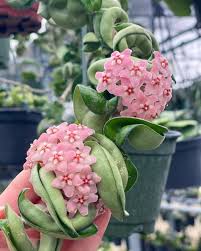 Image result for hoya plant flower
