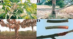 Mango pests and beneficial insects. Symptoms Of Bacterial Canker Disease On Mango Trees A Infected Download Scientific Diagram