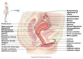 Jun 29, 2021 · kuala lumpur, june 29 ― a woman in india's uttar pradesh has been arrested for murdering her cleric husband by slicing off his penis. Female Lower Body Section View Pt 3 Diagram Quizlet