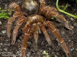 Cats commonly follow a set sequence of behaviours when hunting prey as described in the diagram below. Where To See The World S Biggest Spiders Travel Smithsonian Magazine