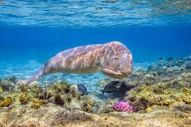 Dugong hunting in australia is not prohibited; Dugongs Threatened Status And Facts Australian Marine Conservation Society