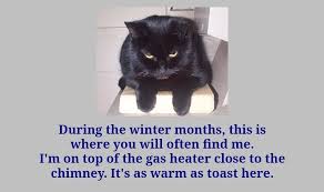 Https Neurocam Tumblr Com Post 190397163405 Mansions Animal Memes Aesthetic