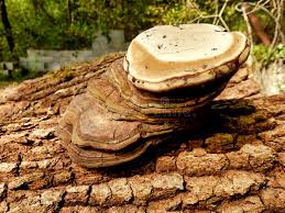 Image result for Phellinus igniarius