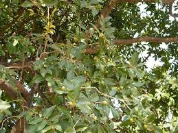 Image result for Diospyros mespiliformis