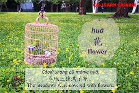 Gyp gathered a bunch of chicory flowers. Learn Chinese é€ å¥ Make Sentence Hua èŠ± Flower Facebook